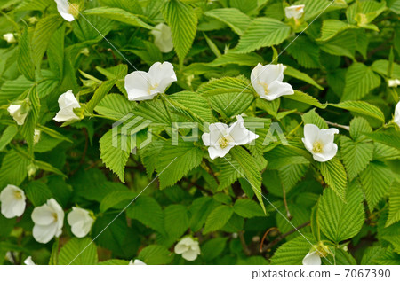 樹·薔薇科玫瑰科 樹·薔薇科玫瑰科 7067390