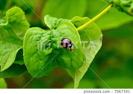 昆蟲/ Namitento瓢蟲物種 昆蟲/ Namitento瓢蟲物種 7067391