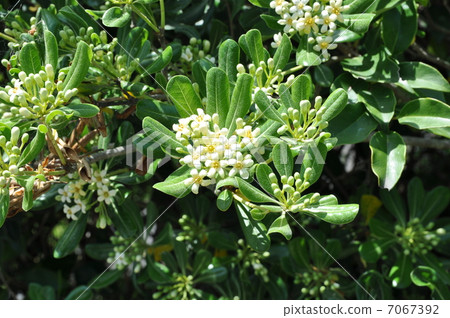 鼠精神 鼠精神 7067392