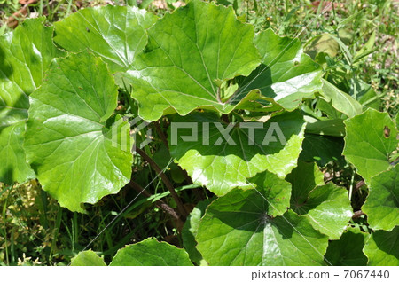 大吳風草 7067440