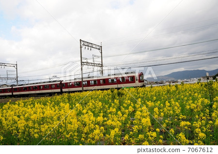 近鐵火車和油菜花 近鐵火車和油菜花 7067612