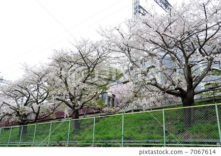 Hankyu Train and Sakura 7067614
