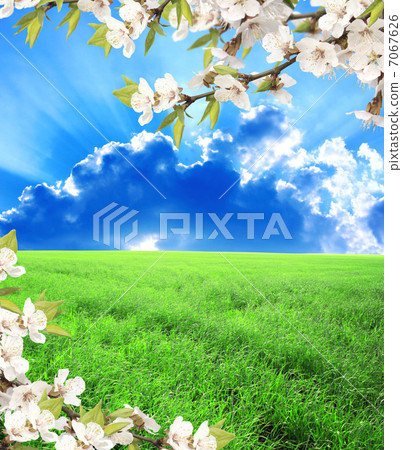 Green field, blue sky and flower of cherry Green field, blue sky and flower of cherry 7067626