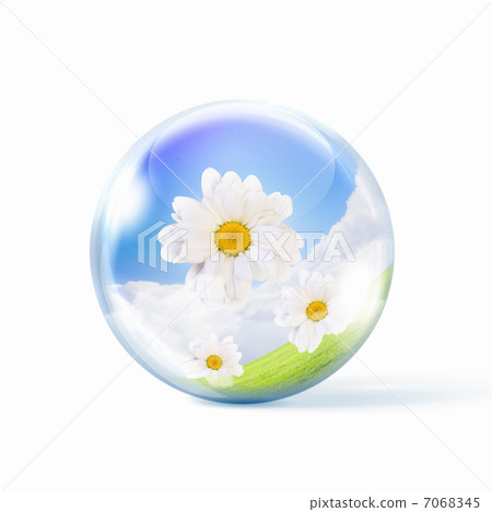 camomile flower camomile flower 7068345