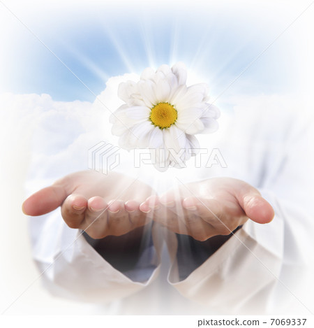 camomile flower 7069337