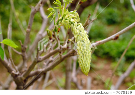 Tree · Shirogana Fuji Legume 7070139