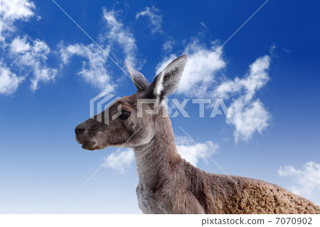 Kangaroo head agaisnt sky background Kangaroo head agaisnt sky background 7070902