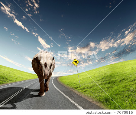 Elephant Bull in walking on a road 7070916