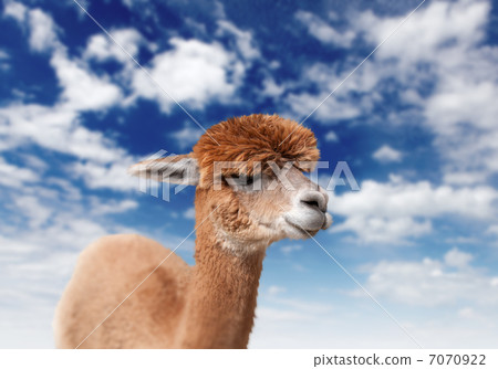 Lama head agaisnt sky background Lama head agaisnt sky background 7070922