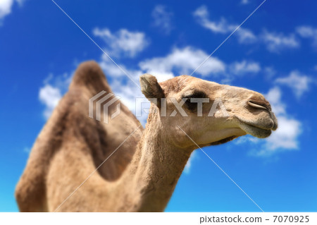 Camel head agaisnt sky background 7070925
