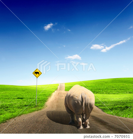 wild rhino wlaking on a road wild rhino wlaking on a road 7070931