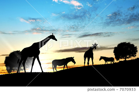 Girafffe agaisnt sky background Girafffe agaisnt sky background 7070933