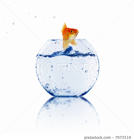 gold fish in a fishbowl gold fish in a fishbowl 7073519