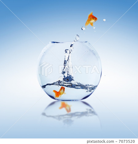 gold fish in a fishbowl gold fish in a fishbowl 7073520