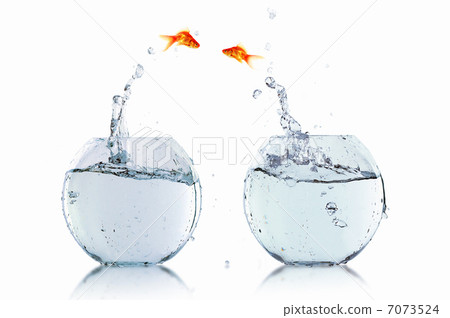gold fish in a fishbowl gold fish in a fishbowl 7073524