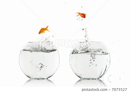 gold fish in a fishbowl gold fish in a fishbowl 7073527