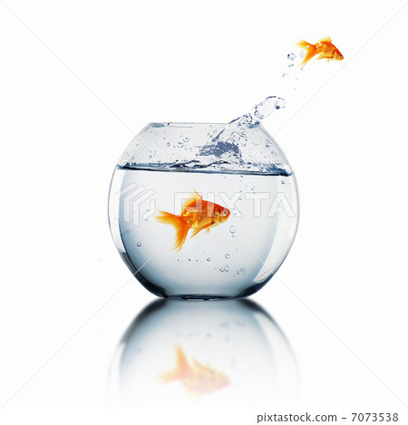 gold fish in a fishbowl gold fish in a fishbowl 7073538