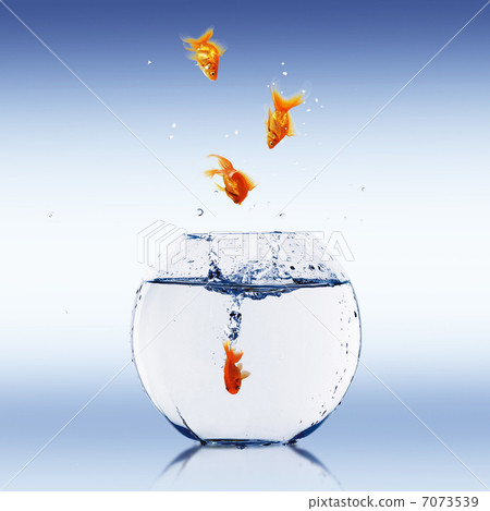 gold fish in a fishbowl gold fish in a fishbowl 7073539