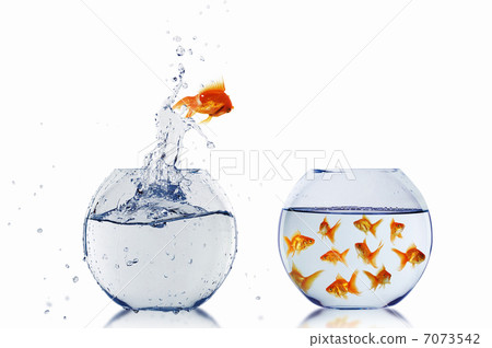 gold fish in a fishbowl gold fish in a fishbowl 7073542