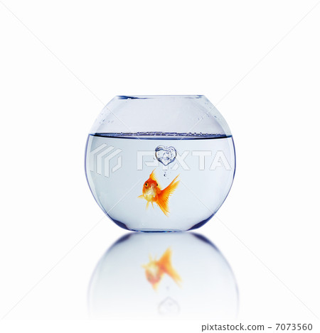 gold fish in love gold fish in love 7073560