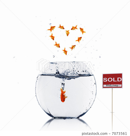gold fish in love gold fish in love 7073561