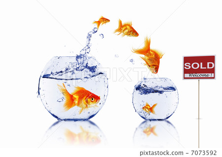 gold fish in a fishbowl gold fish in a fishbowl 7073592