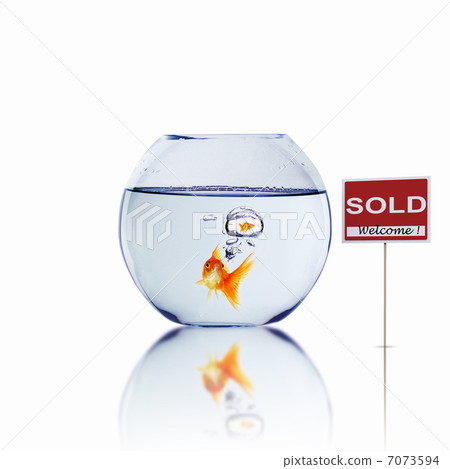 gold fish in a fishbowl gold fish in a fishbowl 7073594