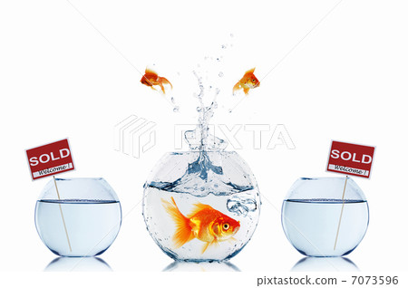 gold fish in a fishbowl gold fish in a fishbowl 7073596