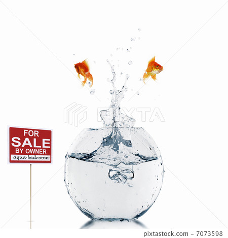 gold fish in a fishbowl gold fish in a fishbowl 7073598