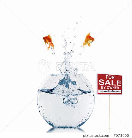 gold fish in a fishbowl gold fish in a fishbowl 7073600