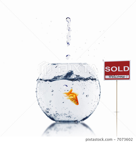 gold fish in a fishbowl 7073602