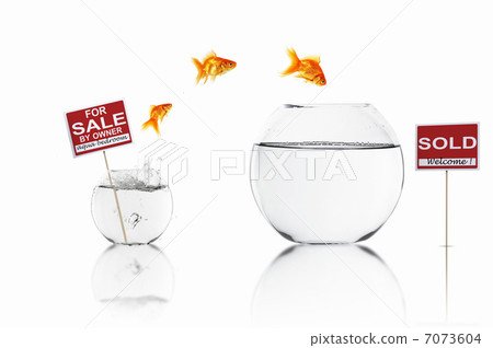 gold fish in a fishbowl gold fish in a fishbowl 7073604