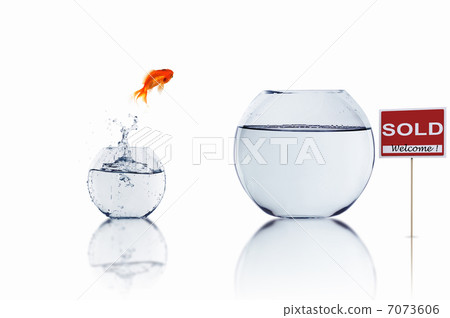 gold fish in a fishbowl gold fish in a fishbowl 7073606