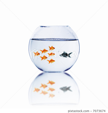 gold fish together gold fish together 7073674