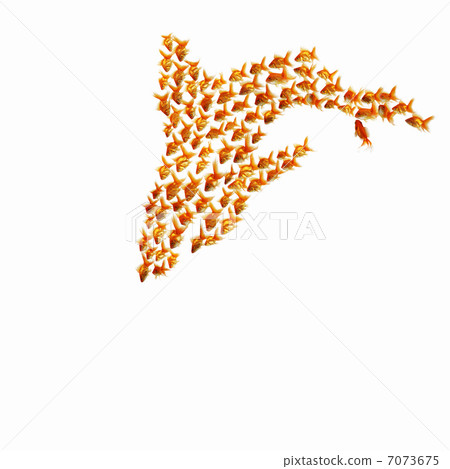 gold fish together gold fish together 7073675