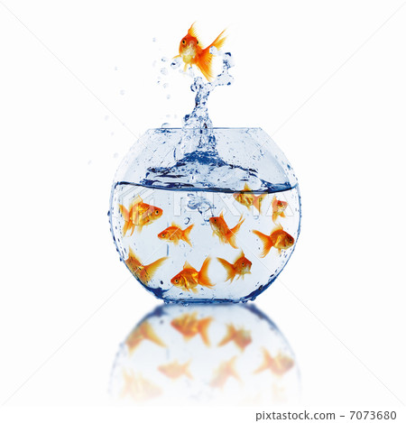 gold fish together 7073680
