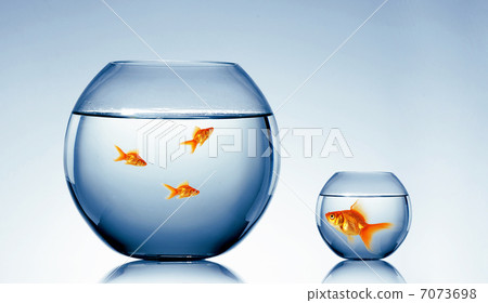 gold fish together gold fish together 7073698