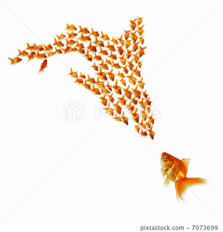 gold fish together gold fish together 7073699