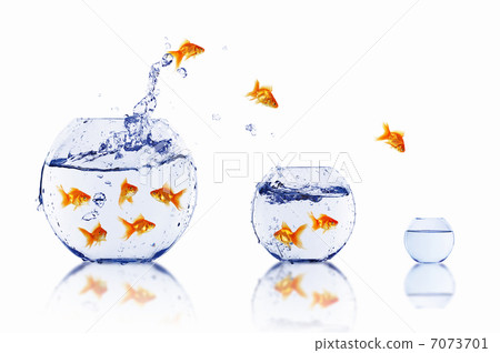 gold fish together gold fish together 7073701