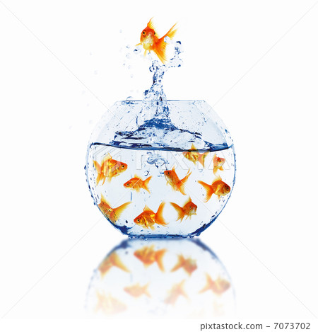 gold fish together 7073702