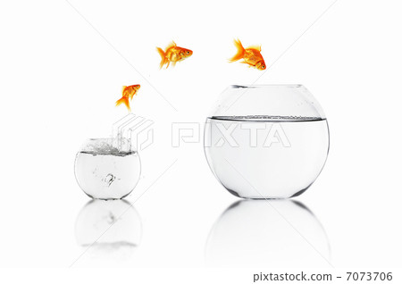 gold fish together 7073706