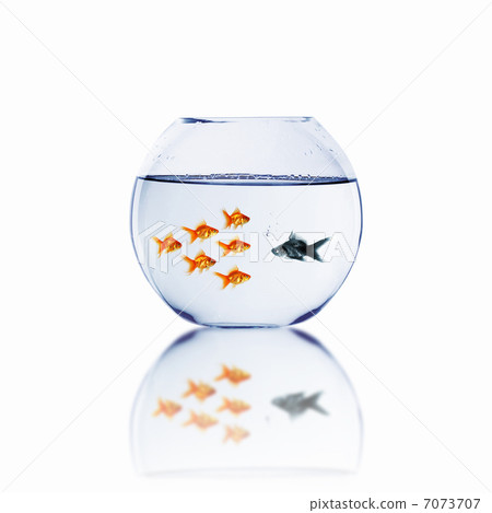 gold fish together 7073707