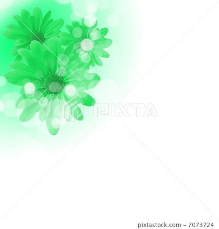 flowers on the white background flowers on the white background 7073724