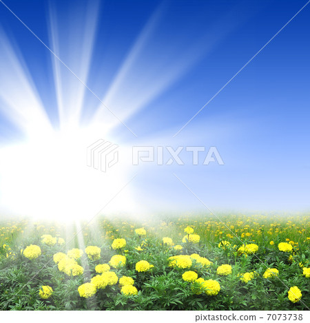 flower meadows with shining sun 7073738