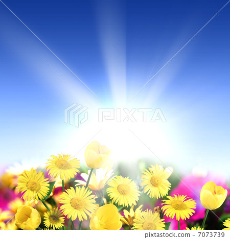 meadow full of flowers 7073739