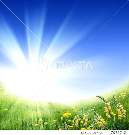 meadow full of flowers meadow full of flowers 7073742