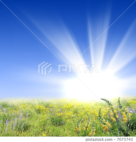flower meadows with shining sun 7073743