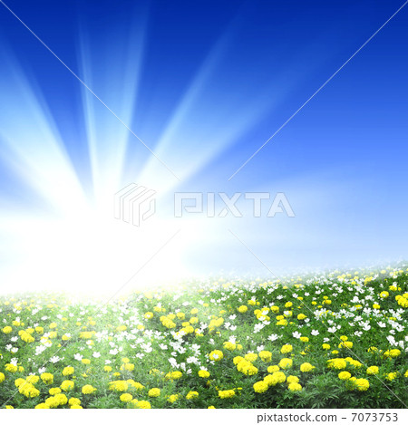 meadow full of flowers 7073753