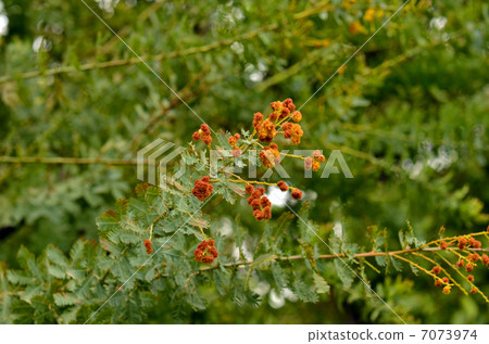 Tree · Ginkgo Acacia Legume 7073974