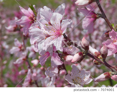  Peach blossoms 7074001